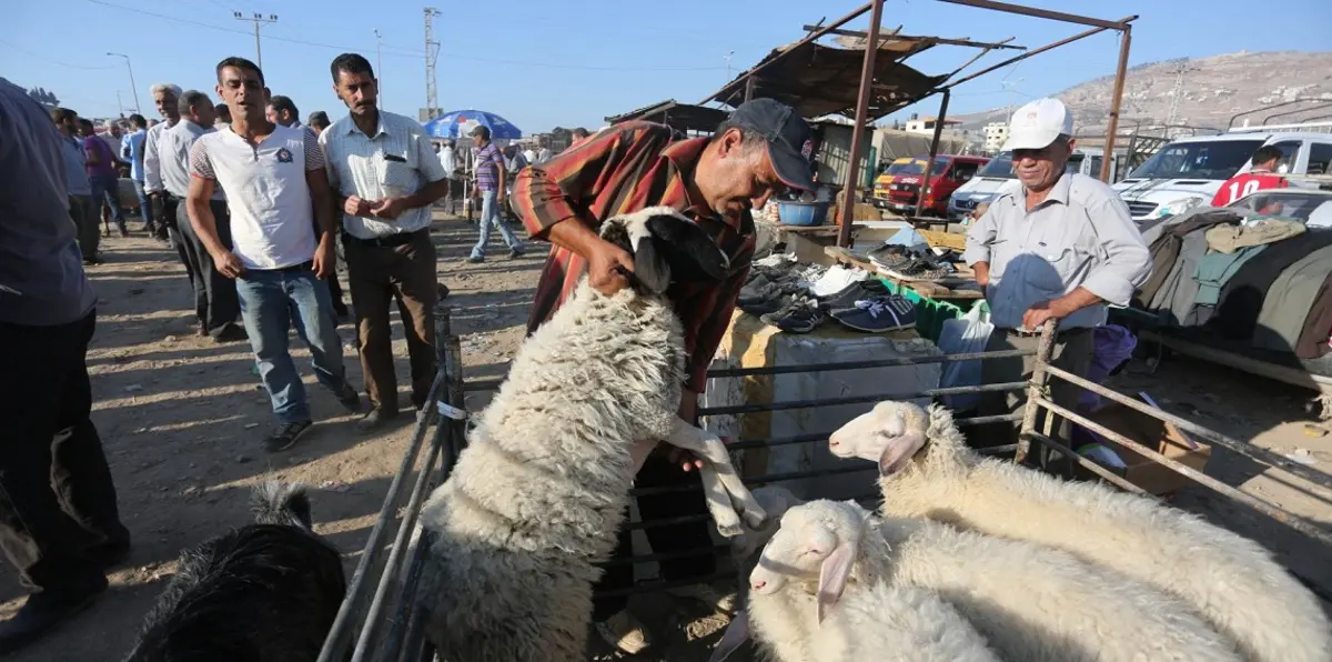 مع اقتراب عيد الأضحى.. تراجع كميات "الأضاحي المستوردة" في غزة
