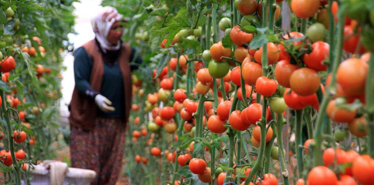 رغم تدابير ضبط الواردات.. الحكومة الجزائرية تفشل في التحكم بفاتورة الغذاء