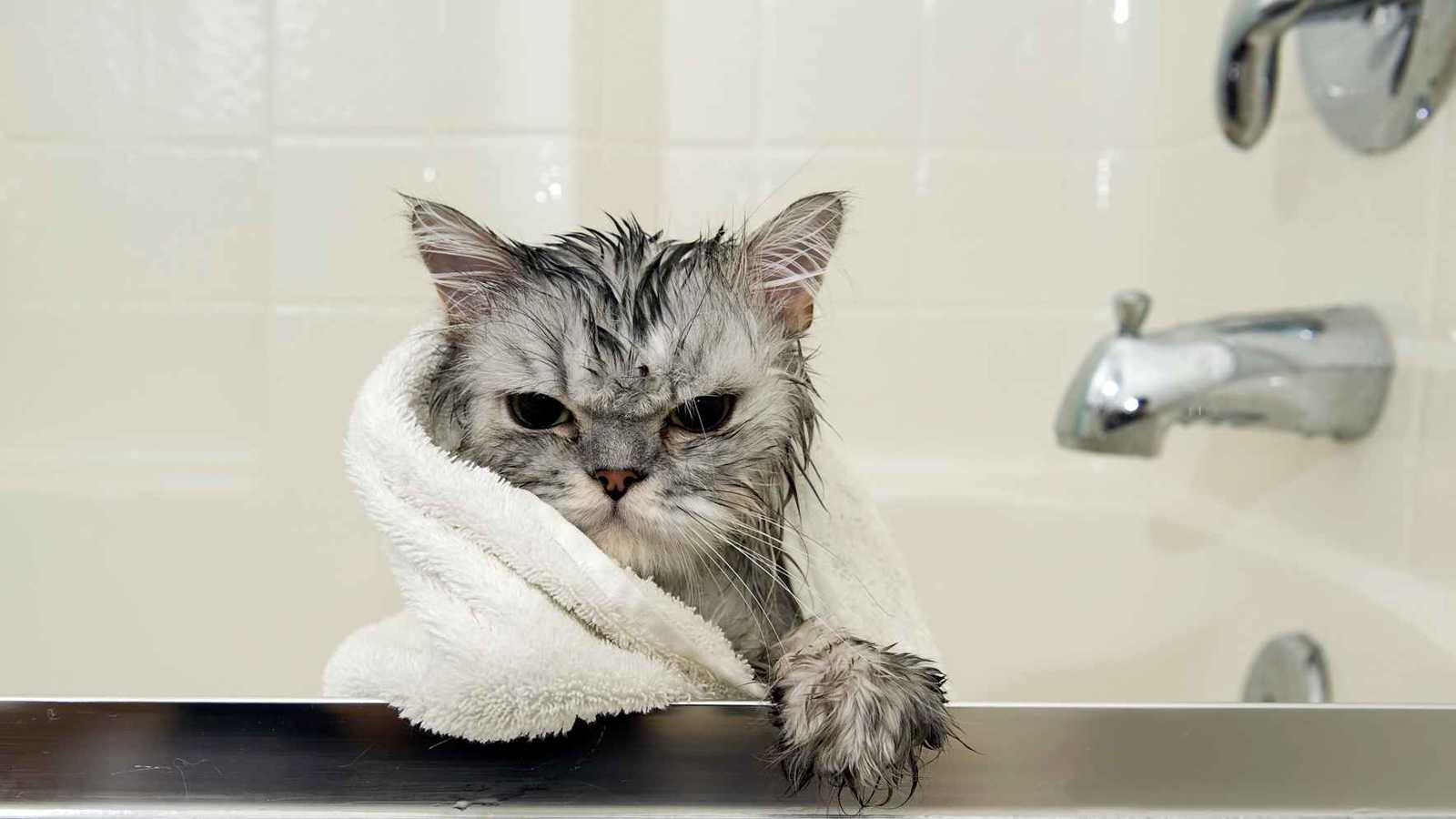 لماذا تكره القطط الماء؟ الخبراء يفسرون