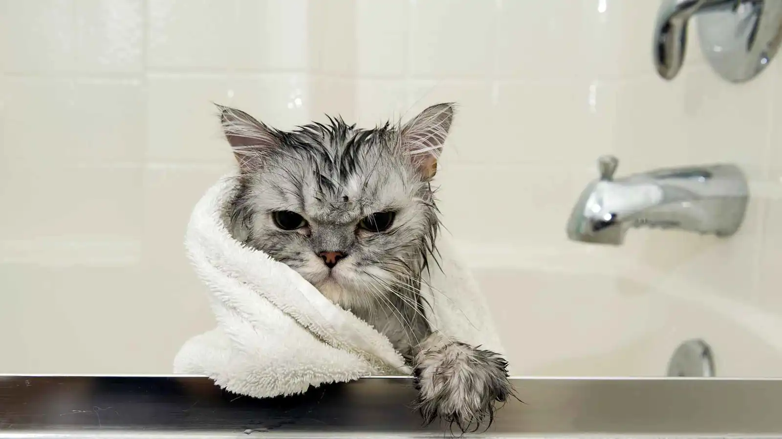 لماذا تكره القطط الماء؟ الخبراء يفسرون