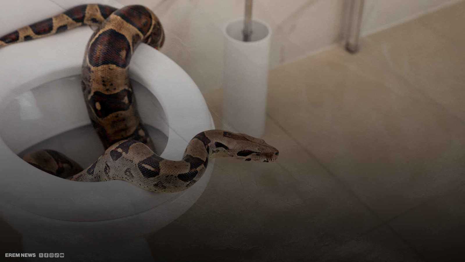 ثعبان يهاجم فتاة في دورة المياه