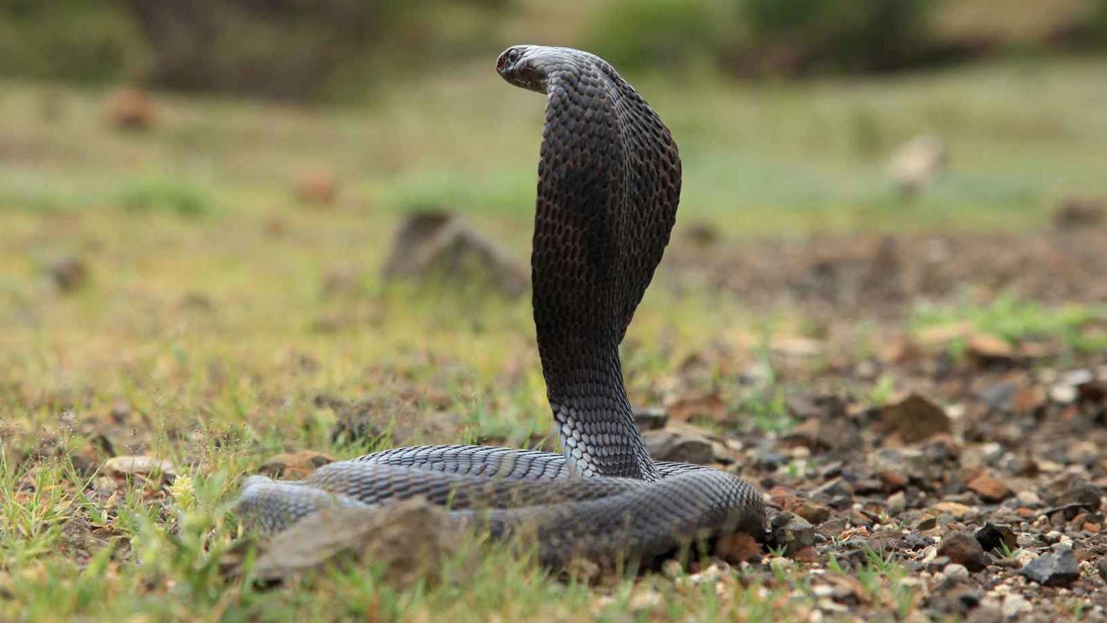بعد نشر الفيديو بلحظات.. وفاة صائد أفاعٍ شهير بلدغة قاتلة