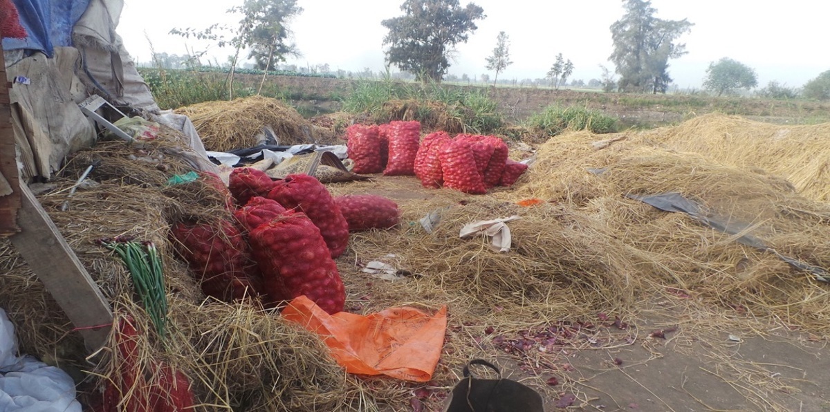 الكويتيون يرفضون استيراد المزروعات المصرية رغم ارتفاع أسعار البصل