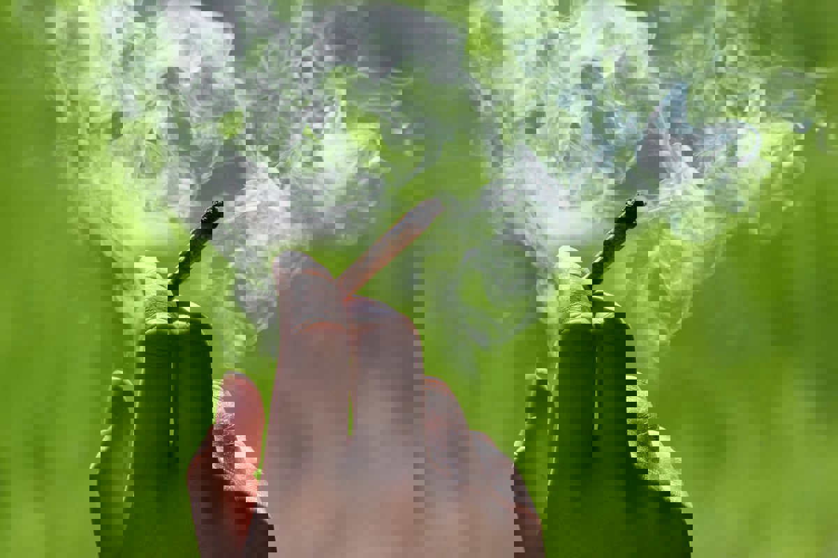 الاستخدام المتكرر للقنب له تأثيرات صحية صادمة وخطيرة