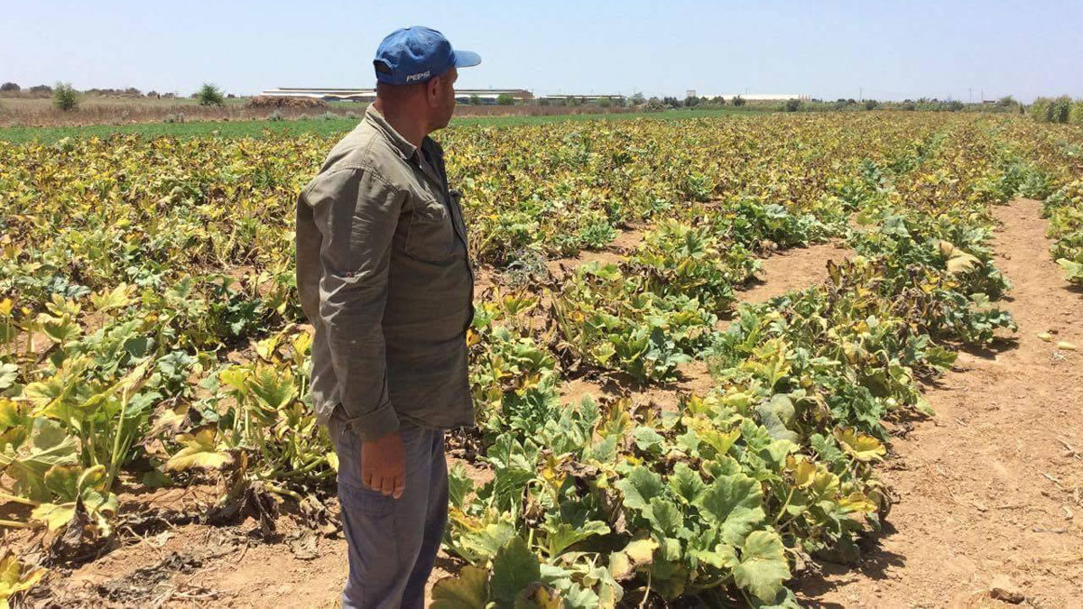 للمرة الأولى منذ 14 عاما.. "الصليب الأحمر" يعيد فلسطينيين إلى مزارعهم شرق غزة