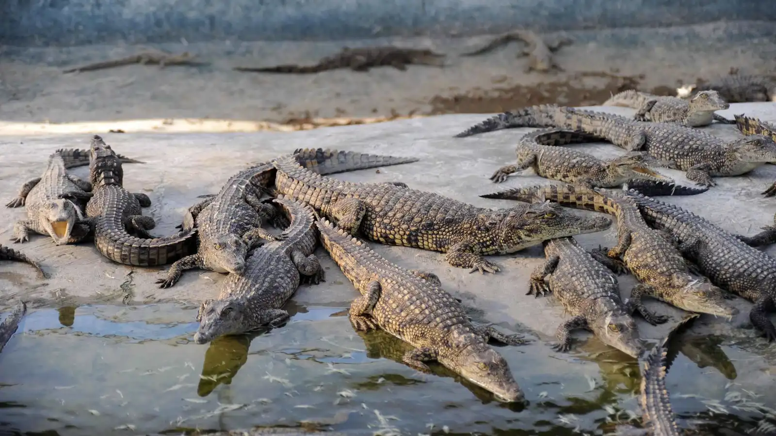 إسرائيل تدرس بناء سجن للفلسطينيين محاط بالتماسيح