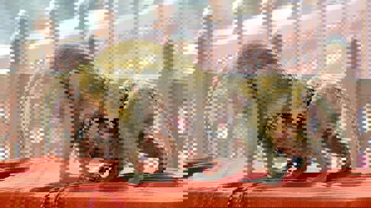 قرود شرسة تقتل سيدة مسنة داخل منزلها في الهند