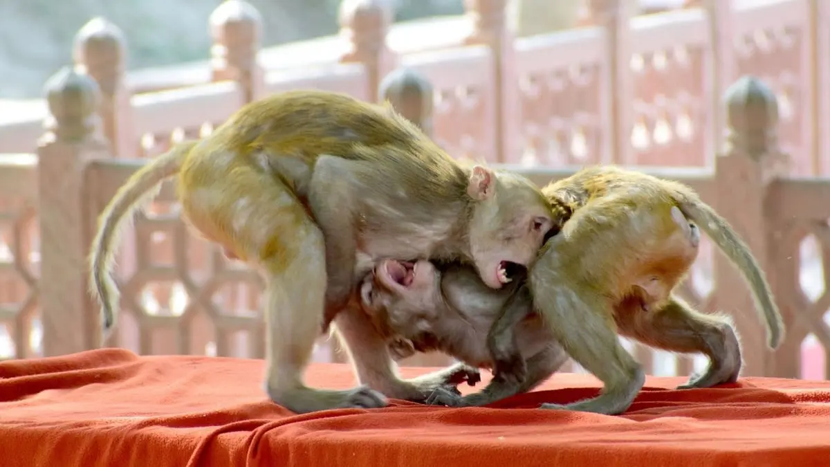 قرود شرسة تقتل سيدة مسنة داخل منزلها في الهند