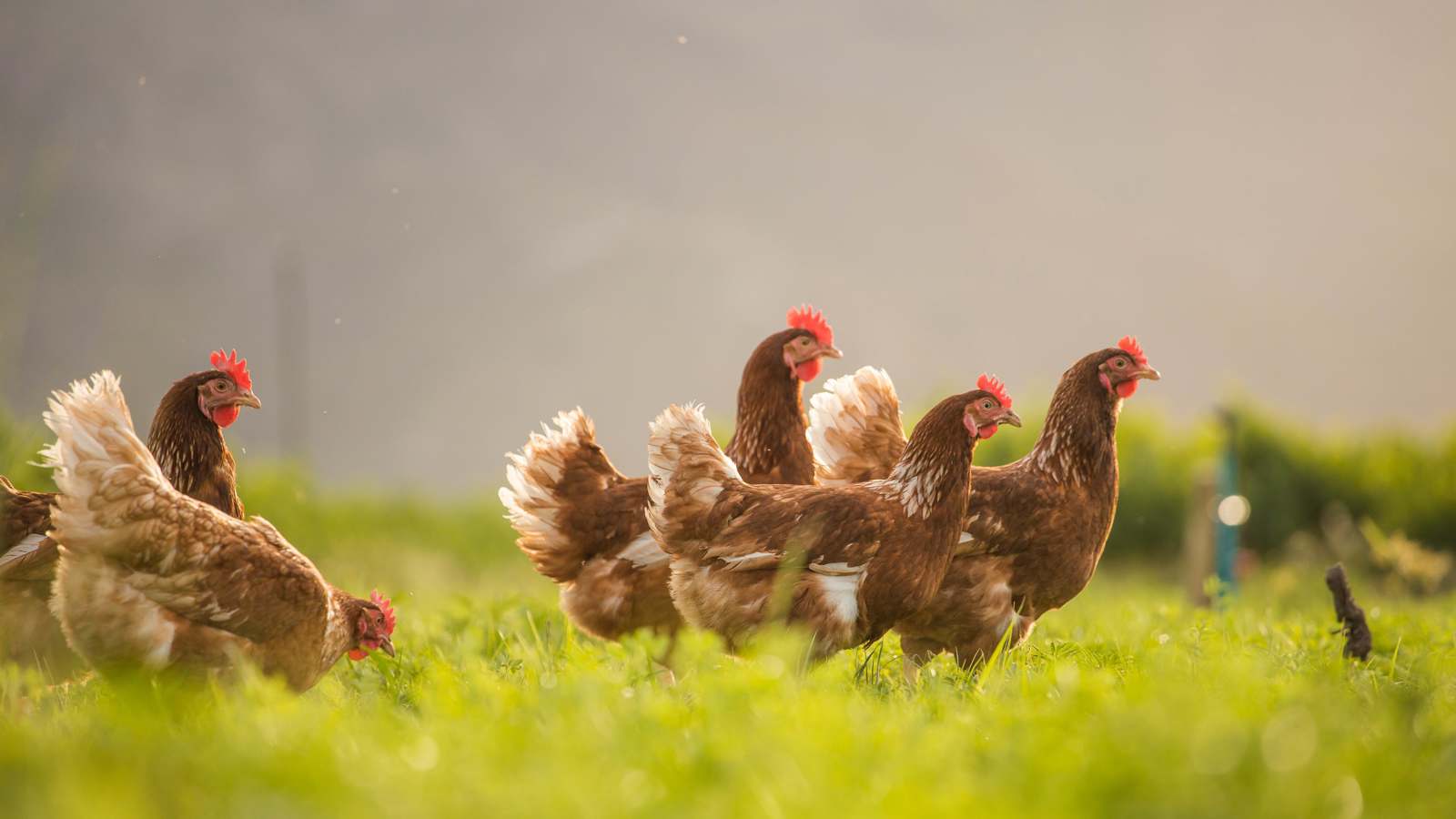 بصر حاد وذكاء مذهل.. حقائق لا تعرفها عن حيوانات المزرعة‎