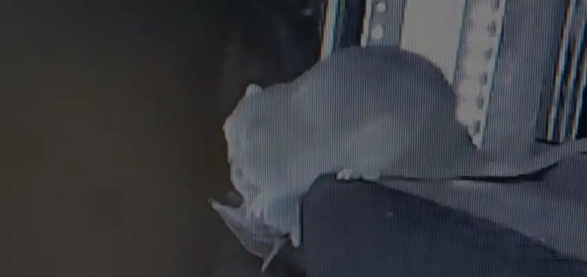 الجرذ يسحب الخفاش