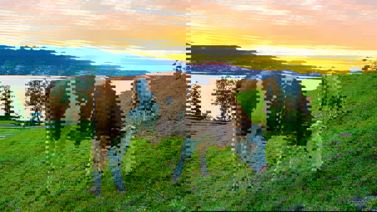 اكتشاف ميكروبات في أمعاء البقر قادرة على تحليل البلاستيك