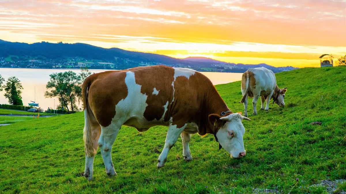 اكتشاف ميكروبات في أمعاء البقر قادرة على تحليل البلاستيك