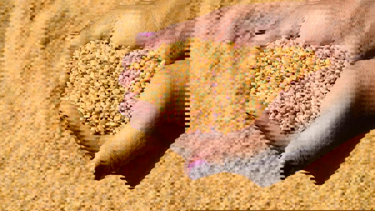 مسؤول: الاحتياطيات الاستراتيجية للسعودية من القمح تتجاوز مليون طن‎