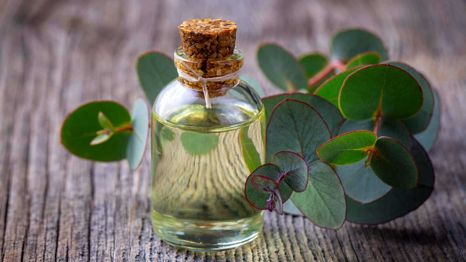 هل يعالج زيت الكافور أمراض التنفس وآلام المفاصل؟