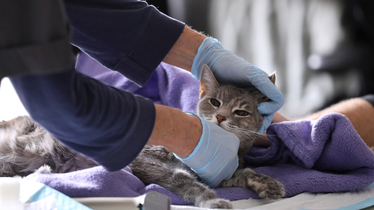 إصابة قط في هونغ كونغ بفيروس كورونا