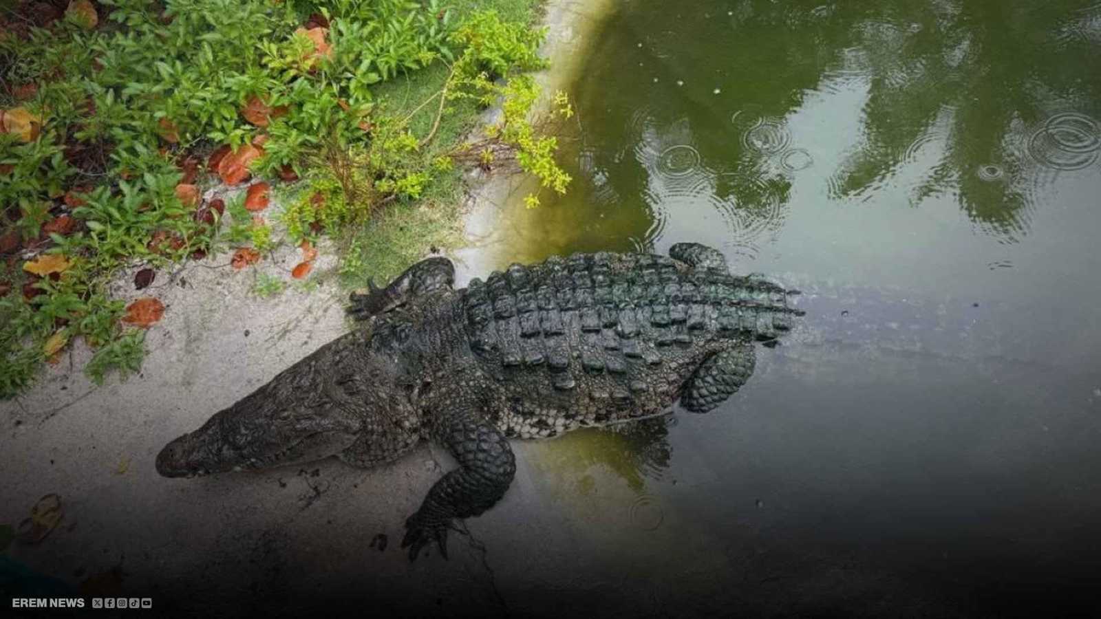 ضيف غير مرغوب به.. تمساح يثير الذعر في حوض سباحة فاخر