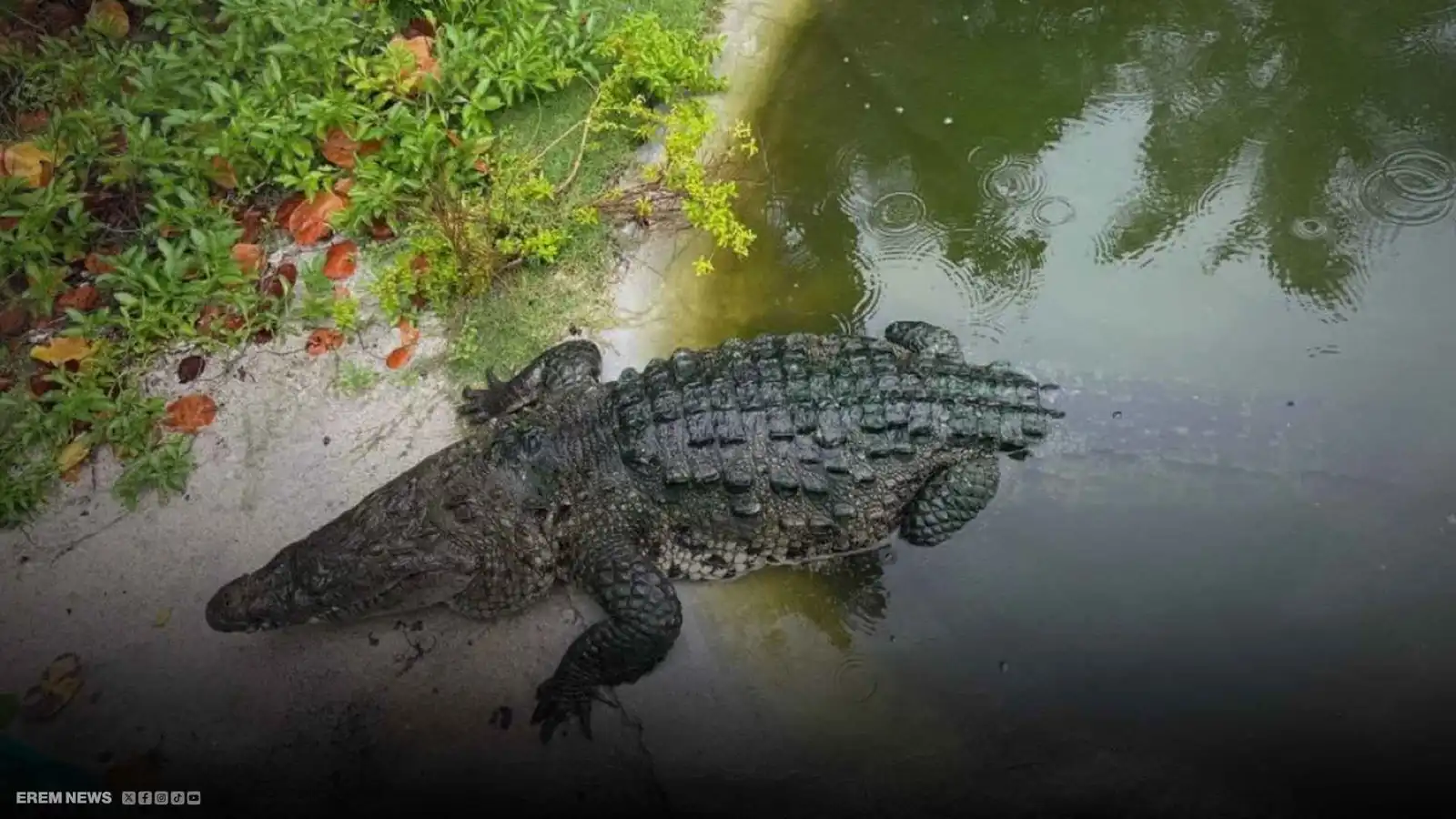 ضيف غير مرغوب به.. تمساح يثير الذعر في حوض سباحة فاخر