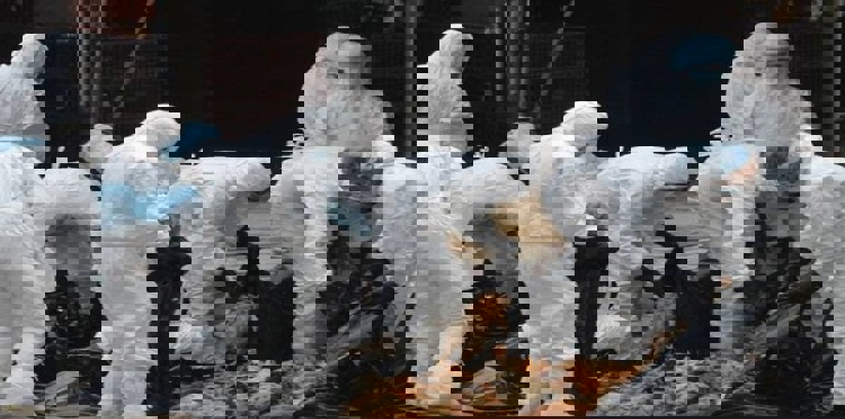 روسيا تعلن عن تفشٍ لـ "إنفلونزا الطيور" غرب البلاد