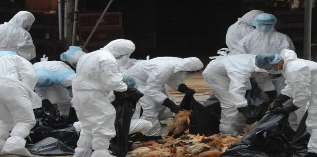 روسيا تعلن عن تفشٍ لـ "إنفلونزا الطيور" غرب البلاد