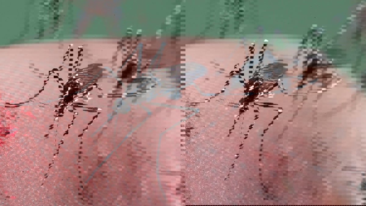 منها صعوبة التنفس.. 8 علامات تدل على خطورة لدغات الحشرات