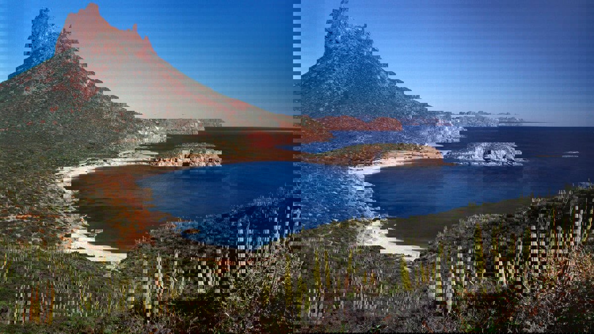 يضيء ولا يرى.. اكتشاف مخلوق بحري غريب بأعماق خليج كاليفورنيا (فيديو)