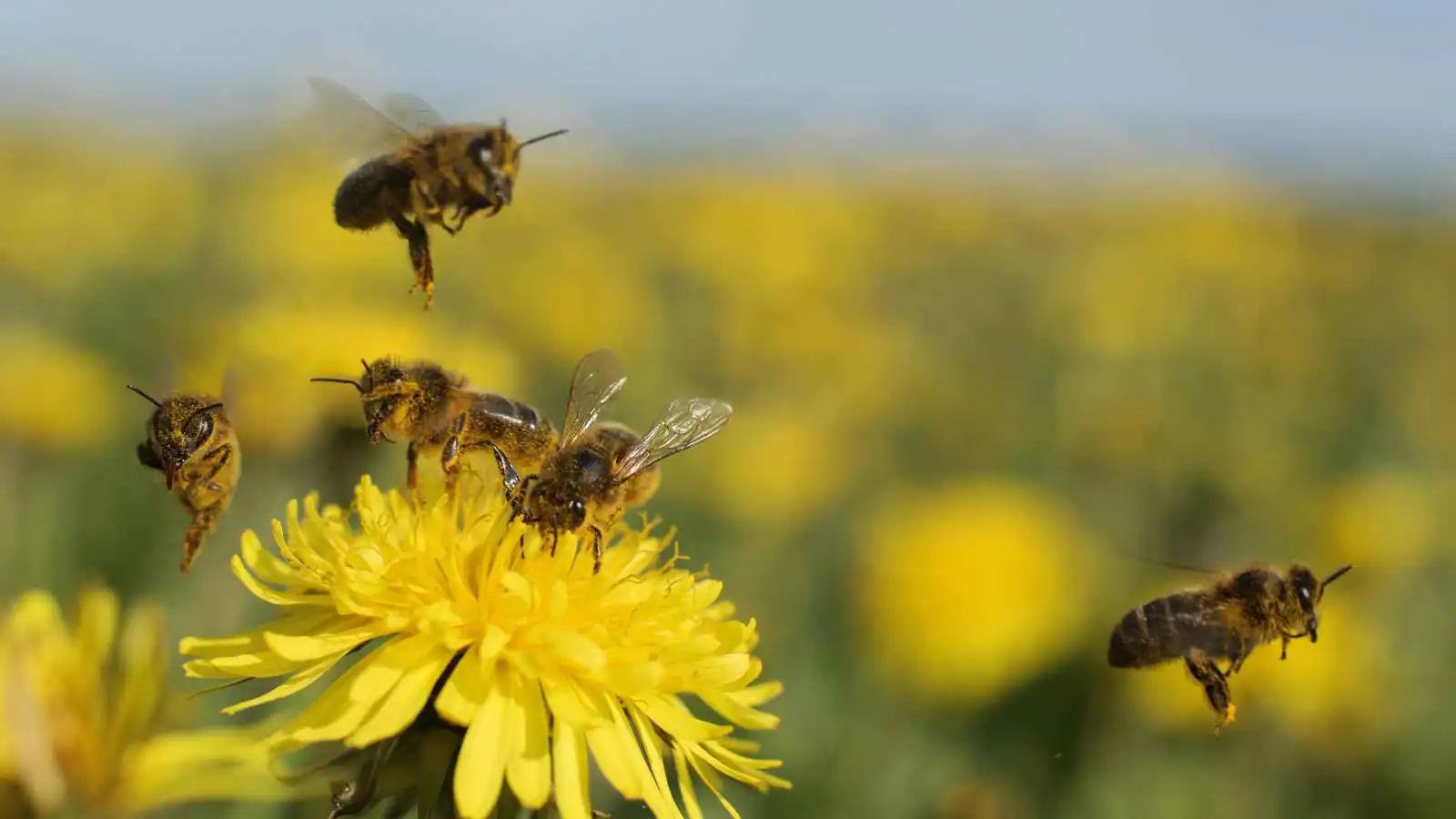 سم النحل في مستحضرات التجميل.. ماذا يقول الخبراء؟