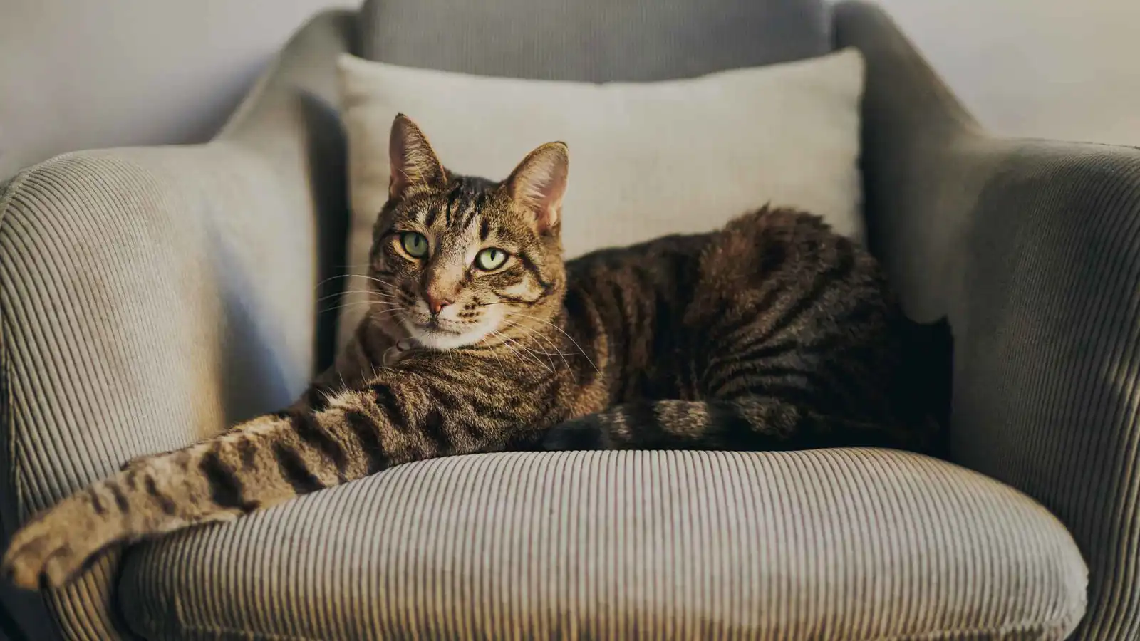 لماذا تسرق القطط مكانك المفضل؟