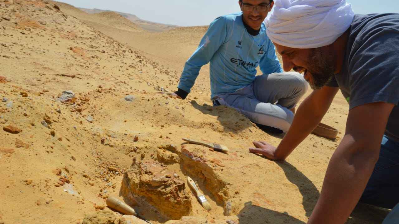 مصر.. اكتشاف "حيوان مفترس" عاش قبل 30 مليون عام (صور)