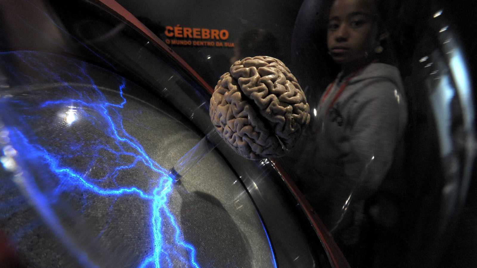 على مدار عمر الإنسان.. المخ يغير وصلاته العصبية بالكامل 5 مرات