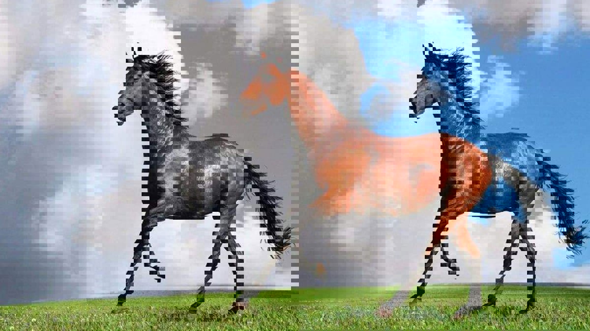 تراجع تربية الخيول في شمال سوريا جراء غلاء الطبابة البيطرية