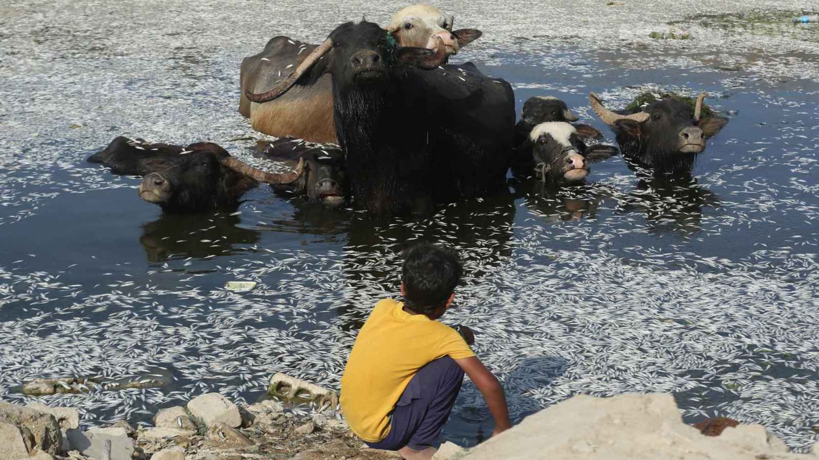 أهوار العراق تختنق من جديد.. من يقتل الأسماك بصمت؟