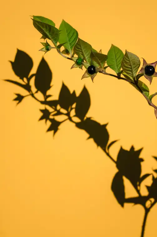 (الليل القاتل) يمكن أن تسبب الشلل، الهلوسة، وفقدان الحياة إذا تم تناوله