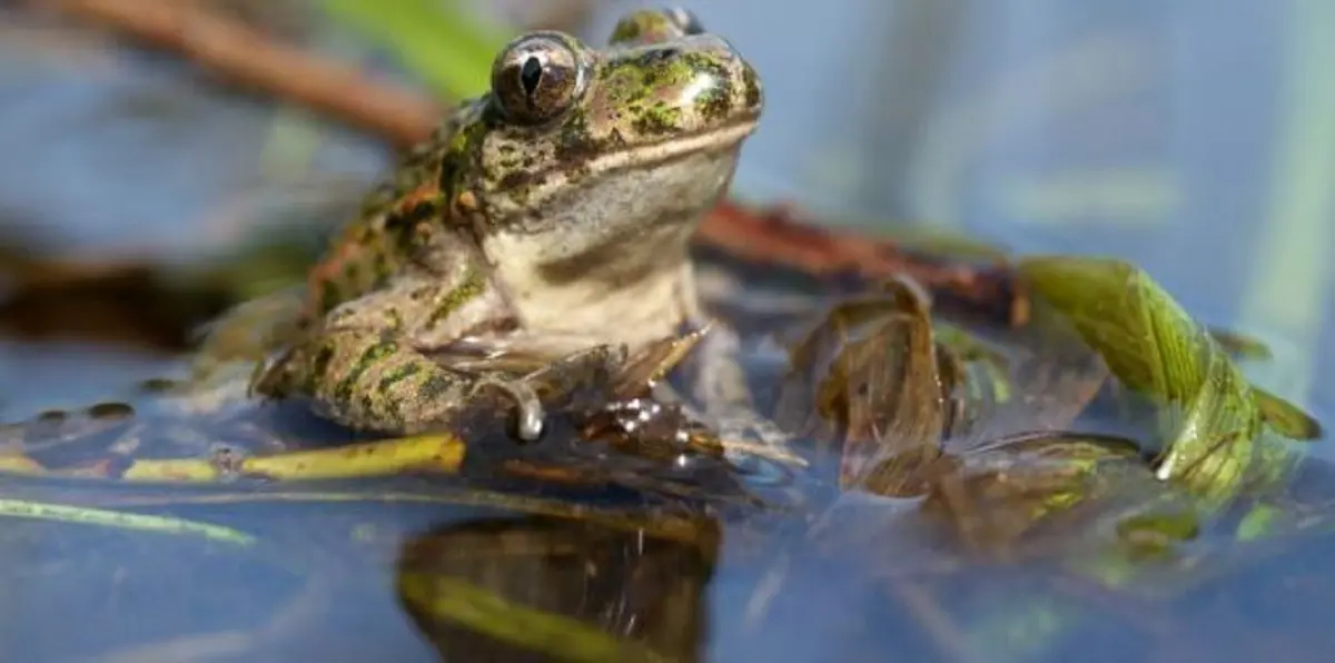 إغلاق طريق في فرنسا شهرين لتشجيع الضفادع على التكاثر