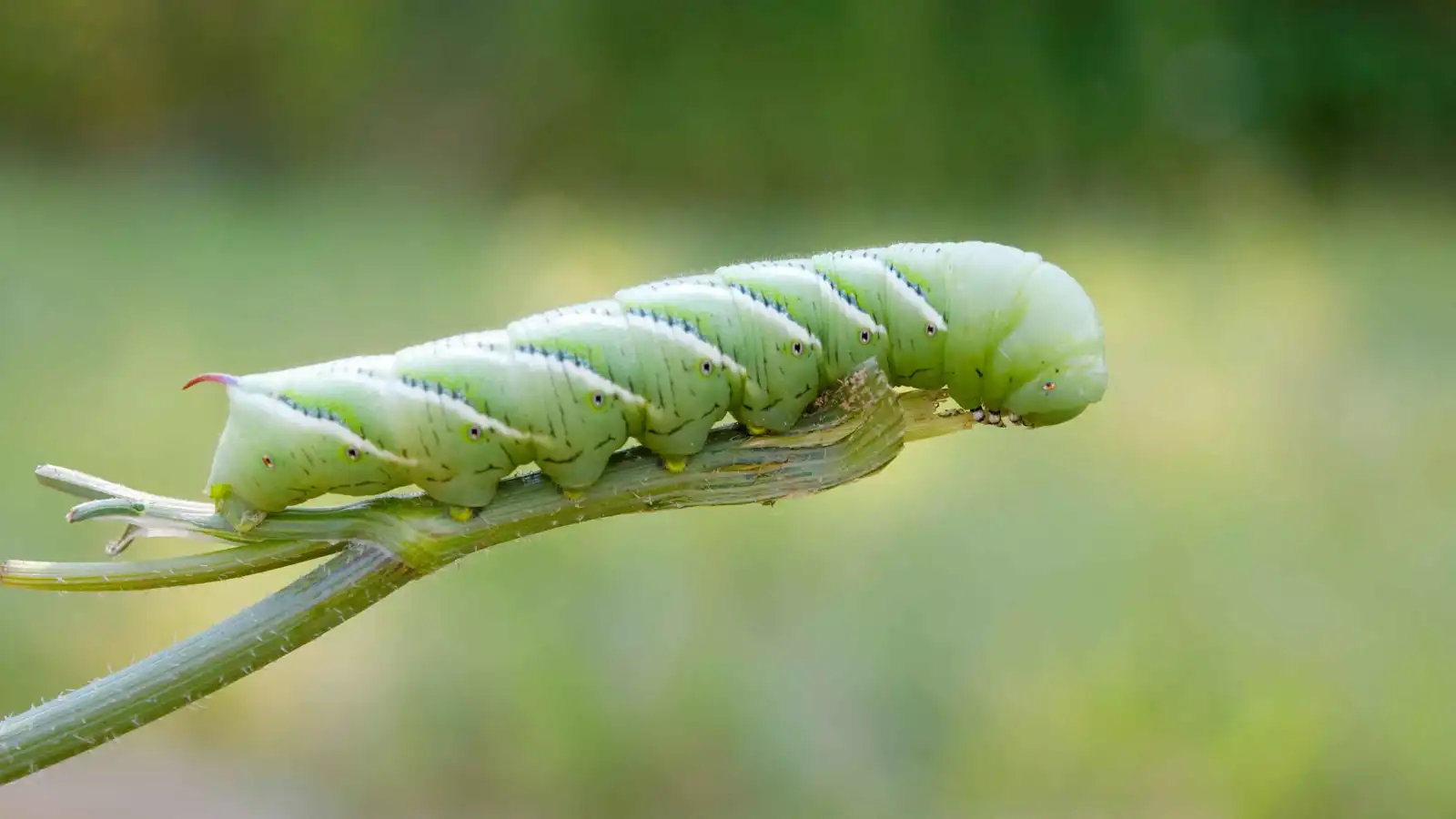 "اكتشاف مذهل".. يرقة دودة التبغ تسمع دون آذان