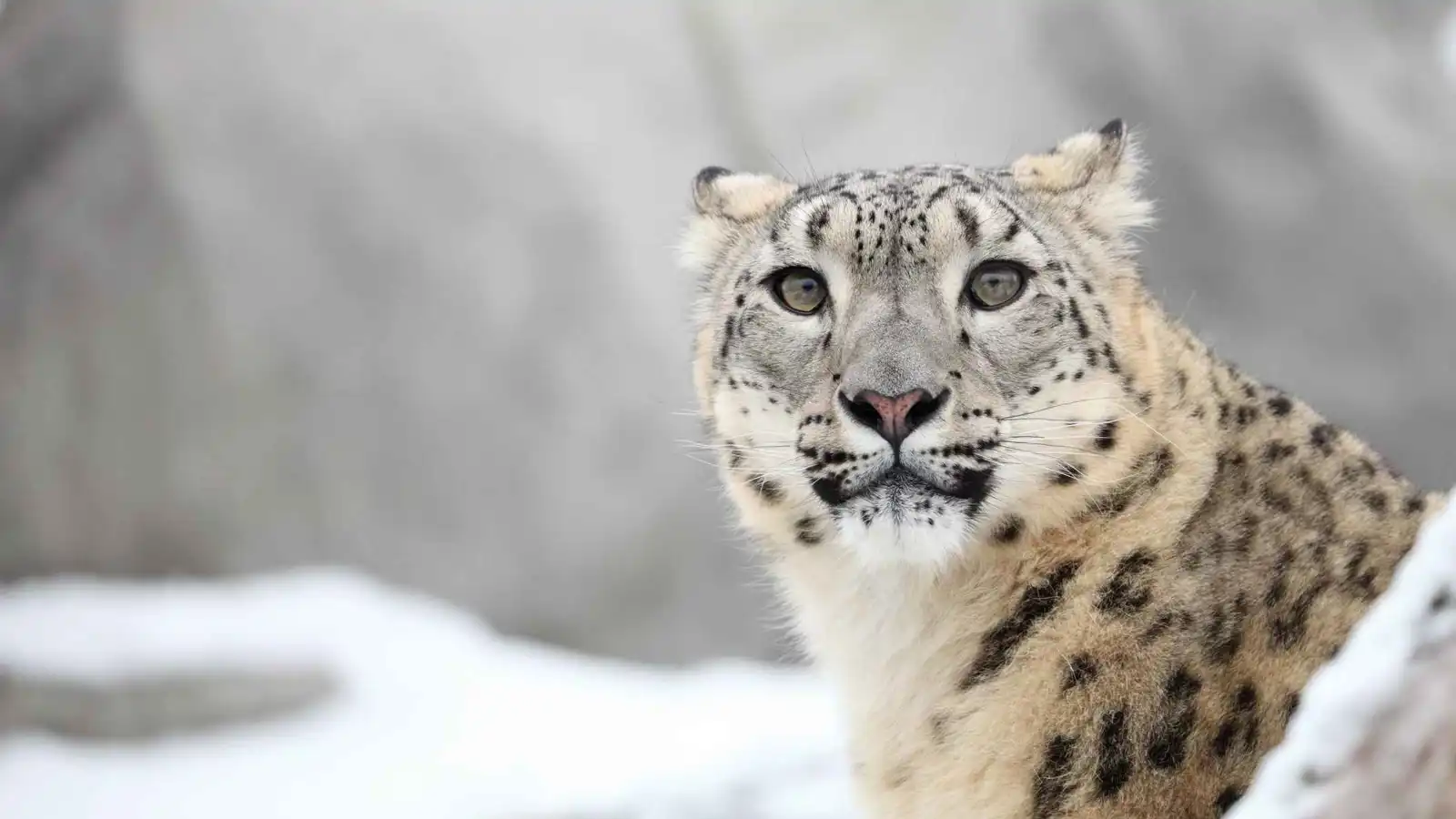 محاولة سيلفي تتحول لكارثة.. نمر ثلجي يهاجم سائحة (فيديو)