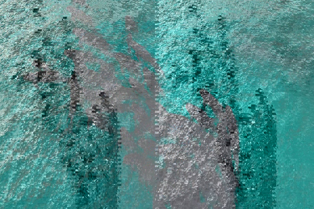 علماء يكشفون السرَّ التشريحي وراء أغاني الحيتان