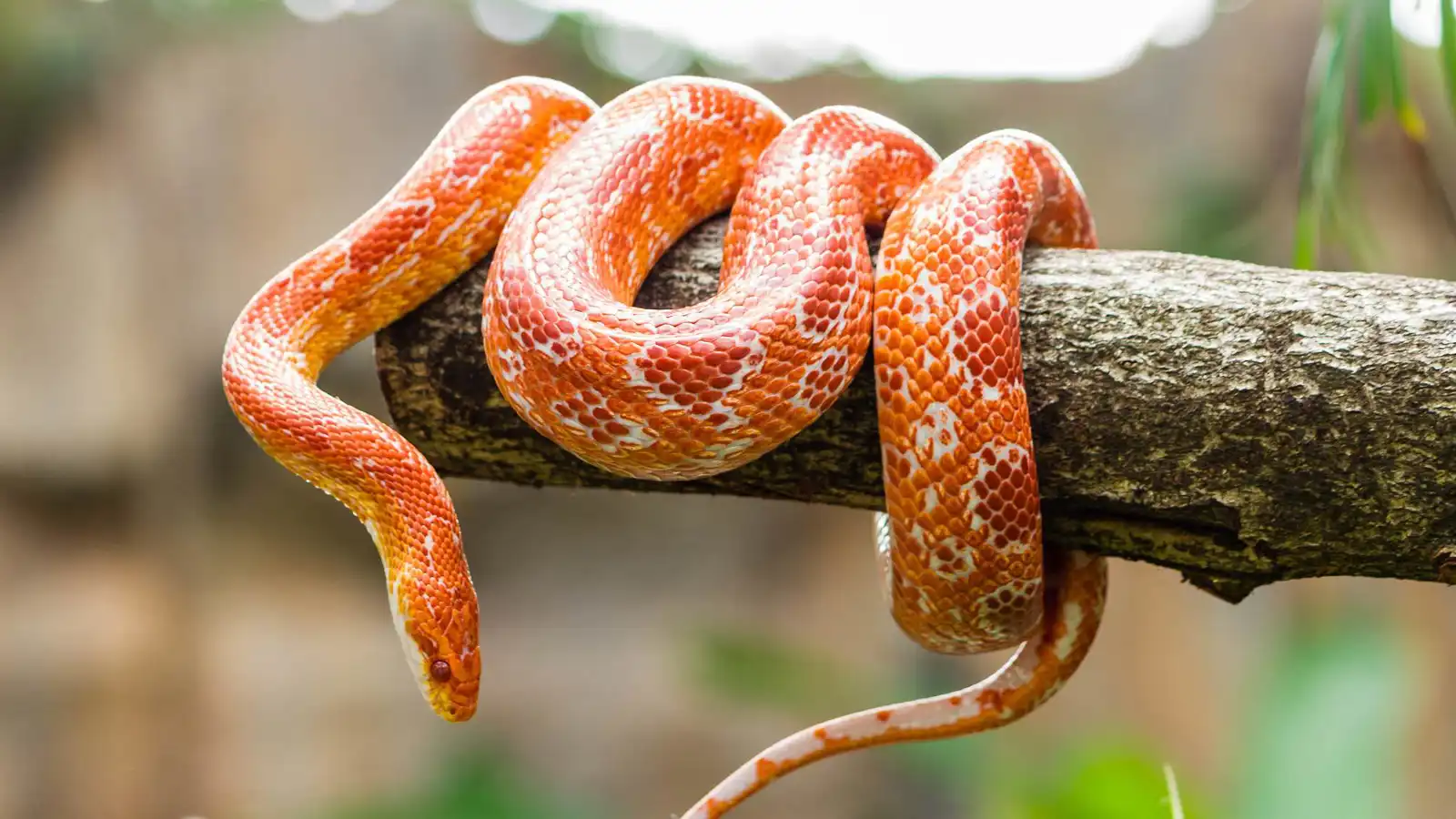 صدمة خلال عيد ميلاد طفلة.. ثعبان يخرج من صندوق ألعابها