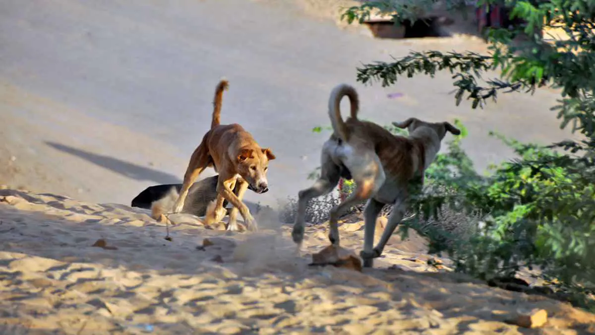 بعد "الحيوان الضال".. 20 مصابا في هجوم كلاب مسعورة بمصر