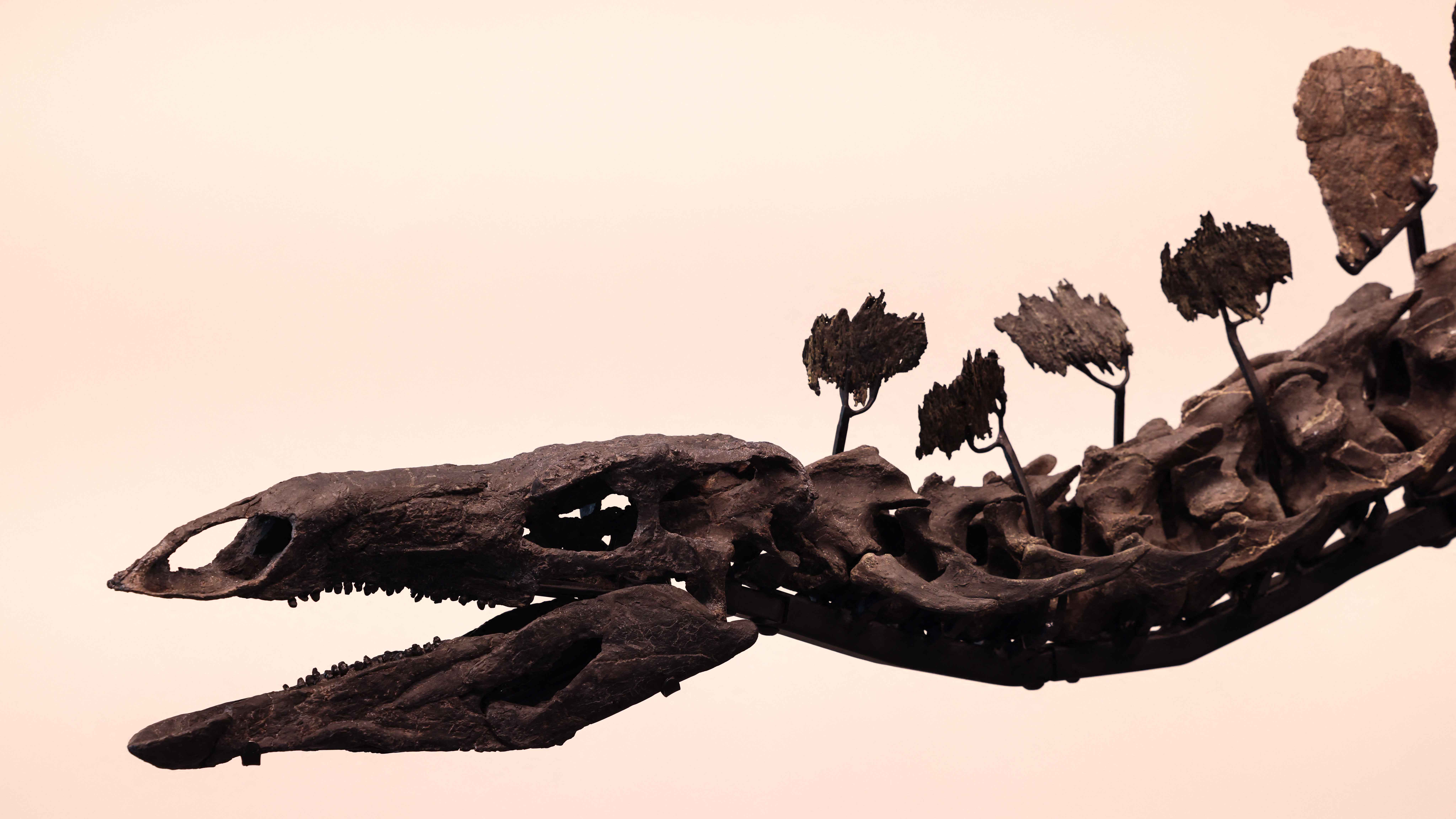 عمره 150 مليون سنة.. أكبر هيكل عظمي لديناصور بسعر خيالي