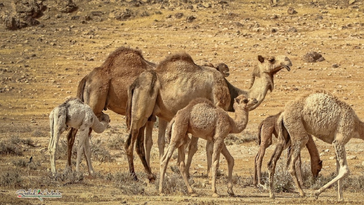 شاب في دبي يسرق جملا ليهديه لحبيبته في عيد ميلادها