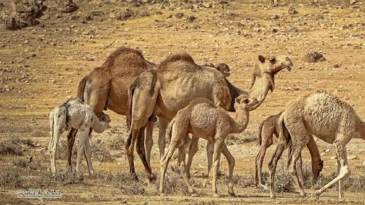 شاب في دبي يسرق جملا ليهديه لحبيبته في عيد ميلادها
