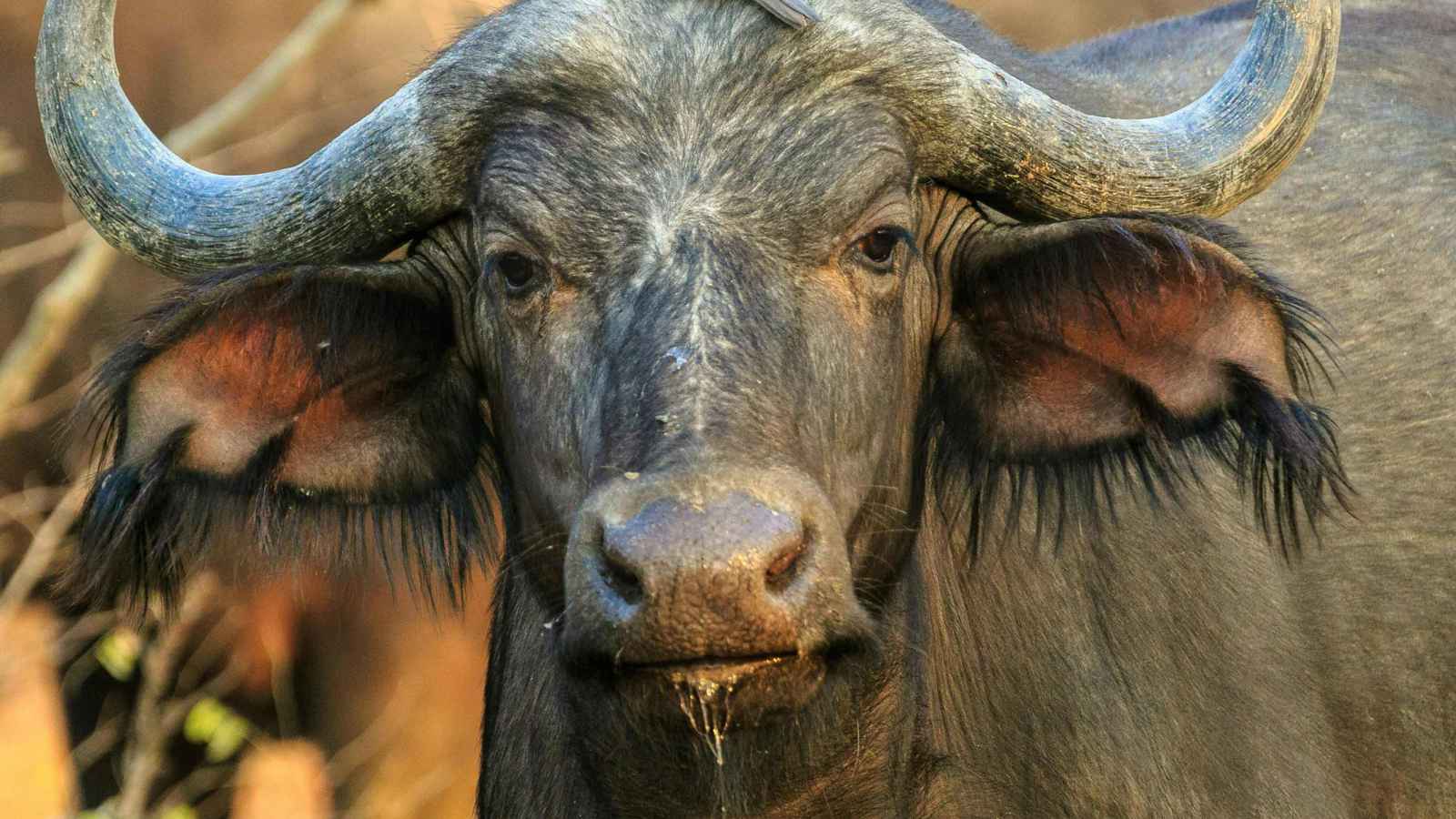 نفوق جماعي للجواميس.. هل يخسر العراق إنتاج "القيمر" الذي يميز موائده؟