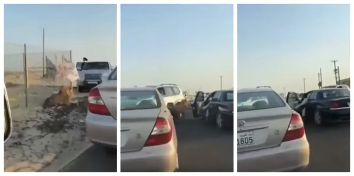 توقيف مشتبه به في قضية "أسد كبد" الهارب بالكويت