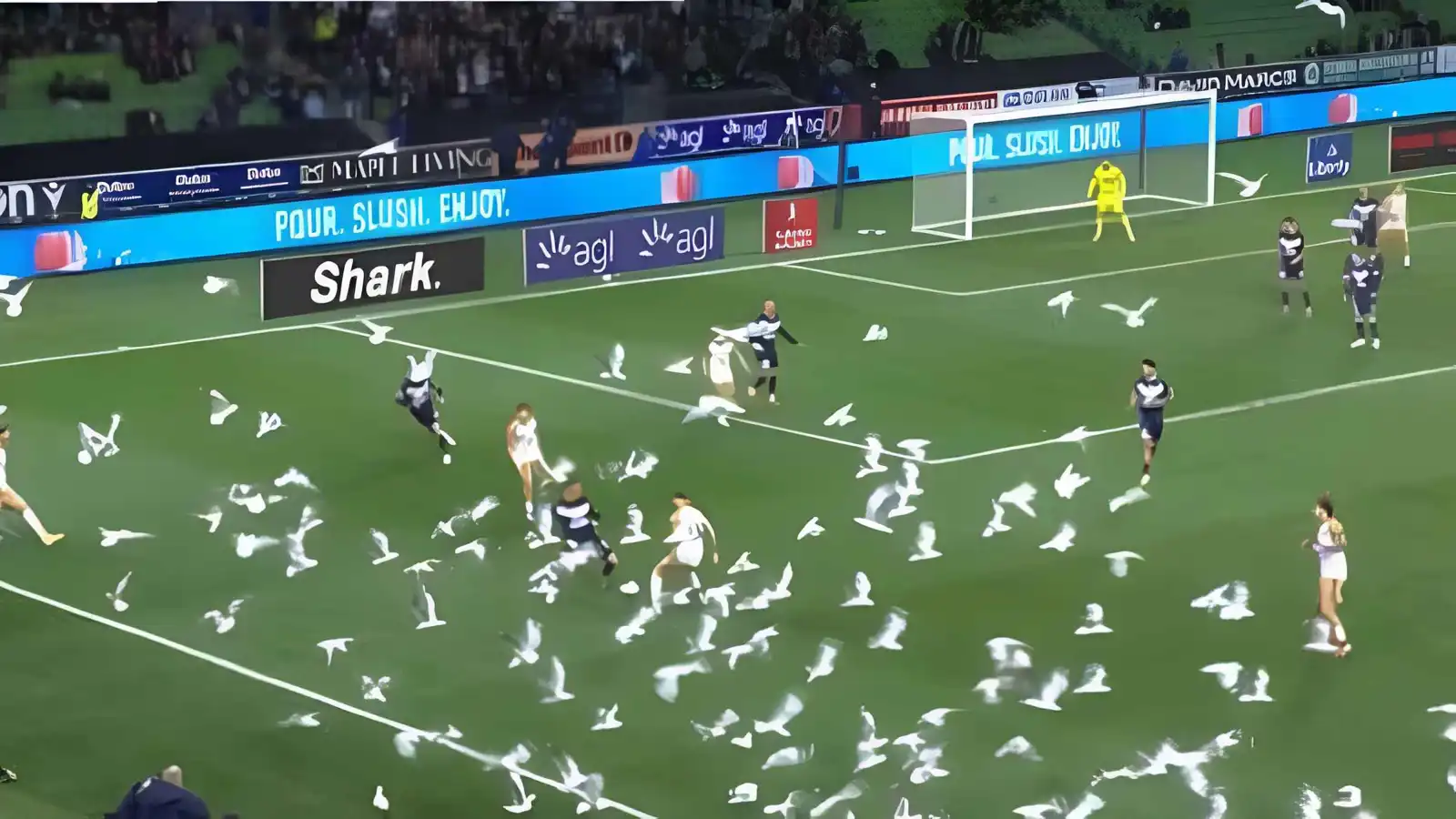 طيور النورس تقتحم مباراة في الدوري الأسترالي (فيديو)