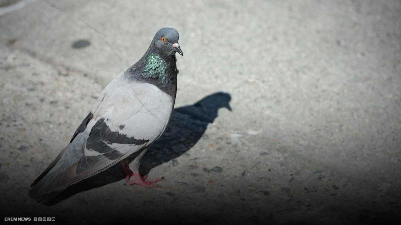 مشاهد مرعبة لنفوق طيور بسبب مياه الشرب في العراق