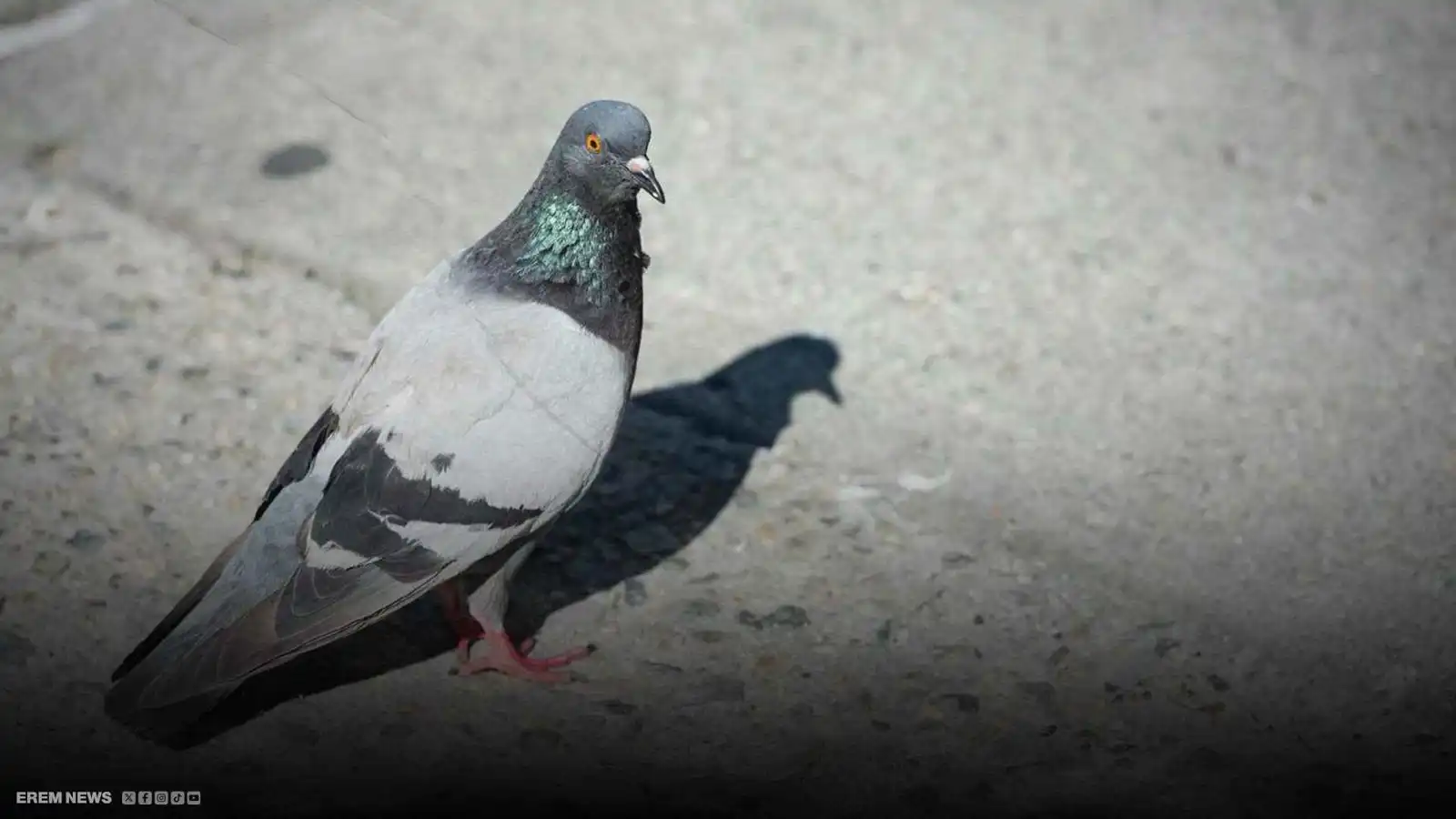 مشاهد مرعبة لنفوق طيور بسبب مياه شرب في البصرة