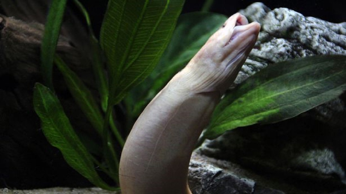 ابتلعه لعلاج الإمساك.. إخراج ثعبان بطول 40 سم من أمعاء رجل صيني (صور)