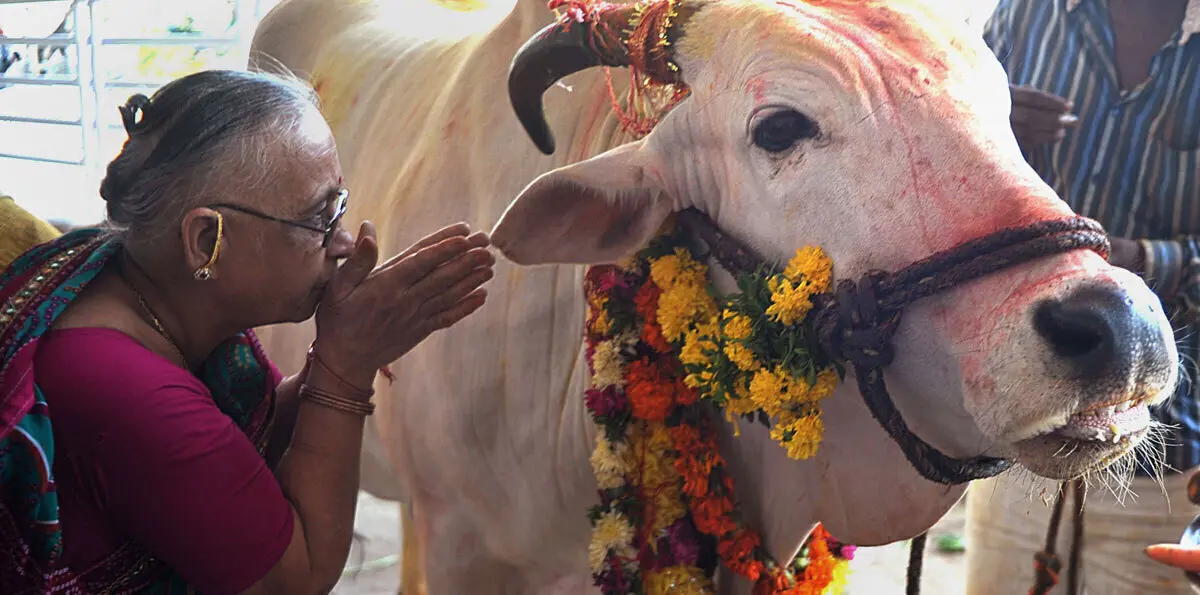 بسبب الأبقار.. مسلمون مهددون بالقتل في الهند