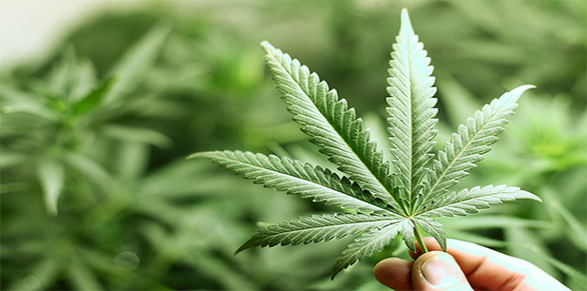 الماريغوانا.. سر الطعم اللذيذ في مطاعم كاليفورنيا