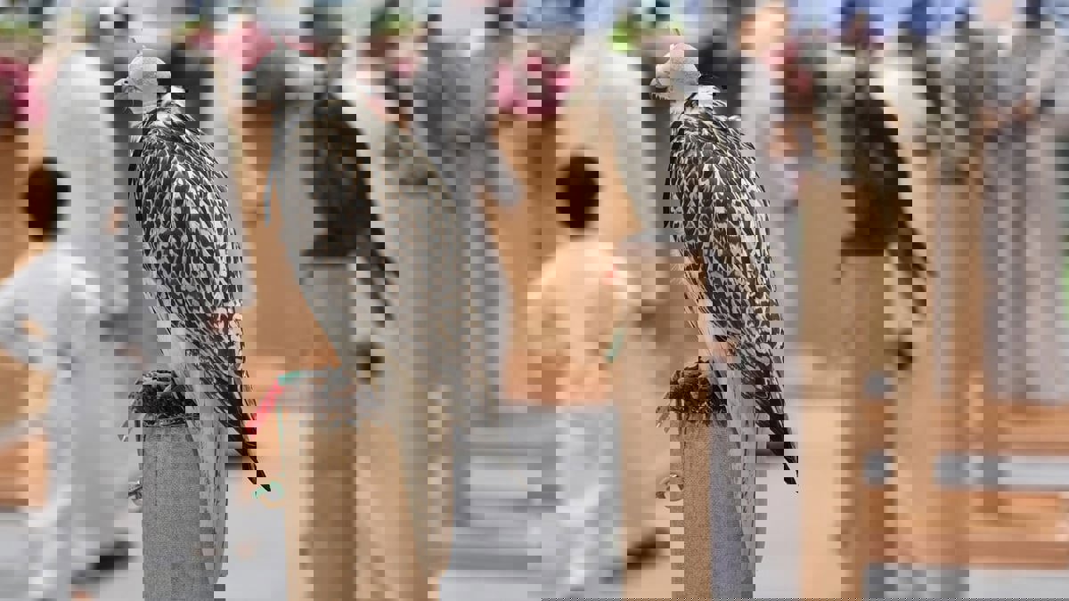 دبي.. شحنة خضراوات تكشف عن تهريب 64 من "الصقور الحرة"